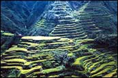 IFUGAO RICE TERRACES 